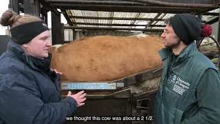 Body condition scoring cows