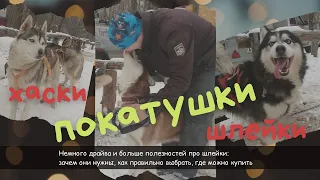 Покатушки. Хаски. Шлейки. Главное об амуниции ездовых собак и почему она подойдёт не всем породам