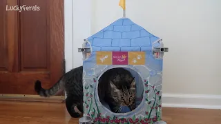 A Cat Castle For Stella's 5th Birthday! New Summer Rugs For Cats - S3 E124