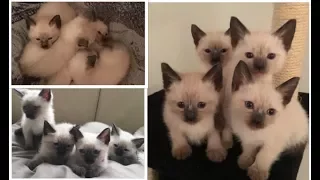 Kittens Time Lapse" 50 days in 5 minutes!! Family fun!