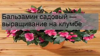 Бальзамин садовый — выращивание на клумбе