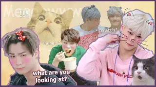 Astro Moonbin funny and cute (cat-like moments😸)