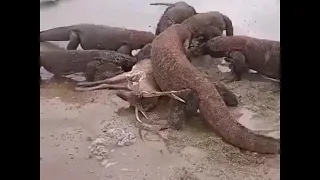 komodo dragin's eat a deer