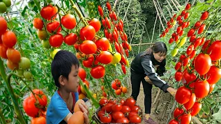 Qardening to grow ginger and harvest tomatoes to sell at the market | Chúc Thị Hồng