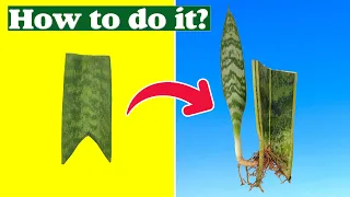 Snake Plant propagation | Why do we cut the leaf at an angle?