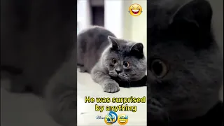 The best 😂funny videos with 😺🐶cats, dogs.  FUNNY PETS #43#youtube shorts films#