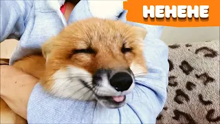 Лис Альф и его сонные лисьи подружки (Fox Cub Hehehe)