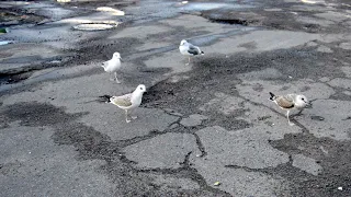 Драка чаек с голубями в Архангельске