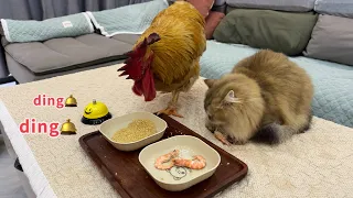 Waiter! Bring me food! rooster and The cat demands food by ringing the bell.so funny and cute😂