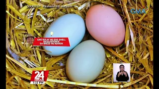 #KuyaKimAnoNa?: Lumabas sa isang pag-aaral na mas nauna ang mga itlog kaysa sa manok | 24 Oras