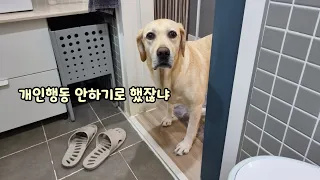 Retriever Reaction When She Was Left In An unfamiliar Place With Her Slight Mom