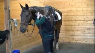 Hanoverian Dressage Horse: Thor's Video