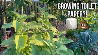 Growing TOILET PAPER?!🧻🌿 S:2, Ep.95//The Ultimate Gardener