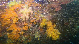 Diving Neptune's Fan Sea, Misool (Raja Ampat)