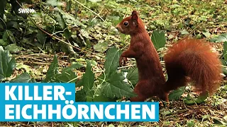 Aggressives Eichhörnchen beißt Menschen