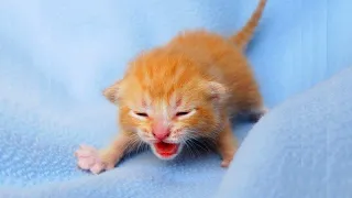 OMG So Cute Cats ♥ Best Funny Cat Videos 2021 #81