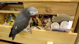 Приколы с попугаями
