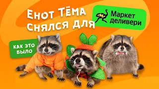 Енот Тёма снялся для DELIVERY: как это было