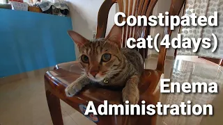Constipated Cat(4days) Enema Administration 猫の便秘治療