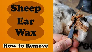 How to Remove Ear Wax from Olde English Babydoll Southdown Sheep