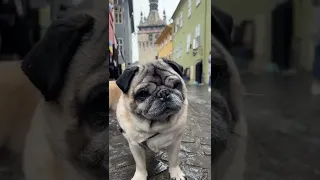 Maurice the Pug visiting Sighisoara, Romania