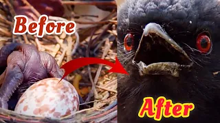 Unexpected Adoption: The Tragic Tale of a Baby Bird and His Unborn Brother #animals #babybird