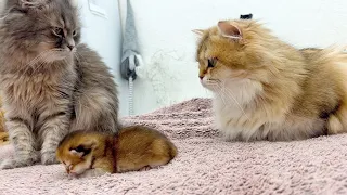 Why did mama cat Zlata bring her kitten to Joanna?