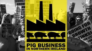 Pig Business in Northern Ireland (90sec trailer)