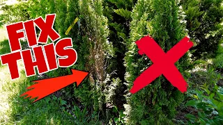 HOW Do You REVIVE A Brown Arborvitae? (You Can Recover These) SAVE MONEY!!