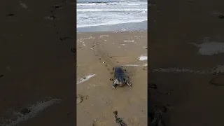 Sweet Seal Comes to Say Hi || ViralHog