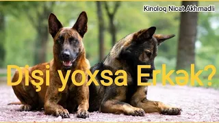 Erkək yoxsa Dişi it ? - Kinoloq Nicat Akhmadli