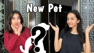 New pet adopt krlia | ghr per new guest | Rabia Faisal | Sistrology