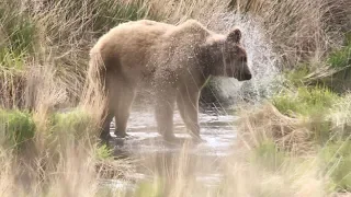 Brown Bear, An Incredible Alaskan Hunt