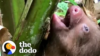 Lost Baby Sloth Cries For His Mama To Come Get Him | The Dodo