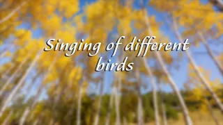 1 stunda dažādu putnu relaksējošas dziedāšanas: dabas skaņas, meža putnu gulēšana miega,