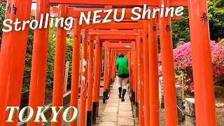 [4K] Torii Gates & Best Azalea Garden in Tokyo | Strolling NEZU Shrine - Tokyo