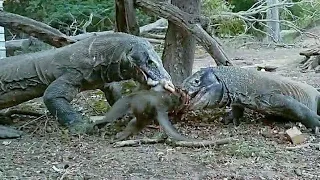 Komodo dragons catches monkey 🐒🐒