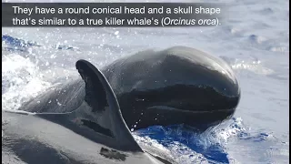 False Killer Whales in the Hawaiian Islands