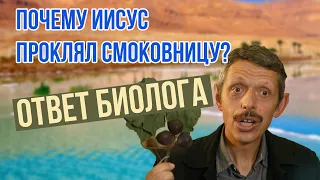 Почему Иисус проклял смоковницу? - ответ биолога