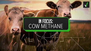Yes, cattle are the top source of methane emissions in the U.S.