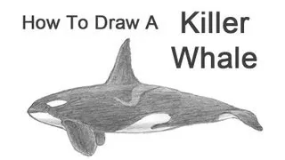 How to Draw a Killer Whale (Orca)