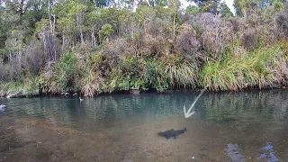 Catching HUGE trout in New Zealand. Pt 2