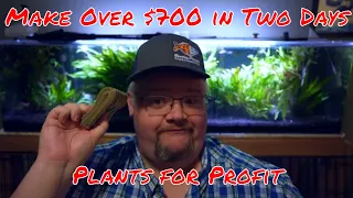 Make over $350 per day selling aquarium plants - Plants for Profit