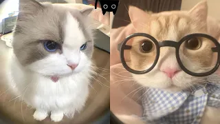 Try Not To Laugh 🤣 New Funny Cats Video 😹 - MeowFunny Par 39