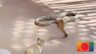 Yellow Mongoose vs Cape Cobra | King cobra vs mongoose real fight 2022 | Wild animals.