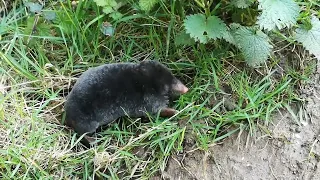 Above-Ground Mole Spotted!