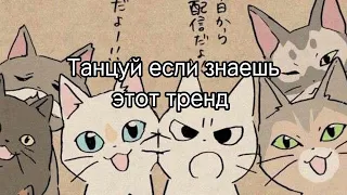 🤍 Танцуй если знаешь этот тренд 🎧/САМЫЕ НОВЫЕ ТРЕНДЫ Тик Тока ✨