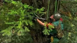 Climbing Redwood Giants