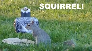 Binaural Birds of a Feather!  Bird and Squirrel ASMR Sounds, Flapping Wings, and Crunching Seeds