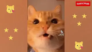 Funniest Animals 😂 Funny Cats and Dogs Videos 😺🐶 Part 18